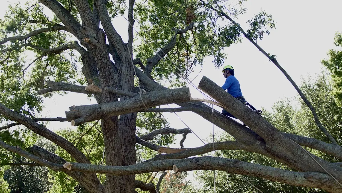 Professional Hazardous Tree Removal performed by certified arborists in Stirum